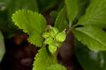 Dwarf ginseng